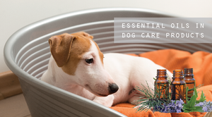 Are essential oils safe for my dog?
